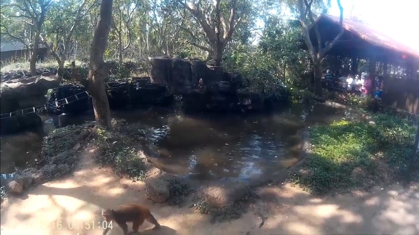 Блог - Видео: Обезьяны устроили аттракцион, прыгая в воду с высоких деревьев Видео: Обезьяны устроили аттракцион, прыгая в воду с высоких деревьев