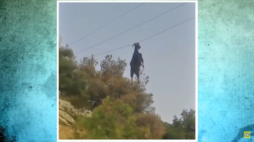 Блог - Видео: Горный козел зацепился рогами за провода и повис в воздухе Видео: Горный козел зацепился рогами за провода и повис в воздухе
