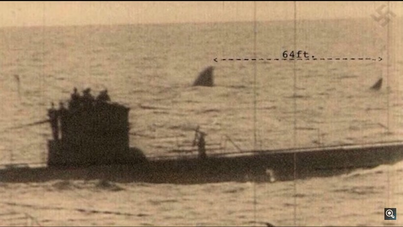 Блог - Видео: Морские монстры, в которых никто не верил, — могли ли мегалодоны выжить Видео: Морские монстры, в которых никто не верил, — могли ли мегалодоны выжить