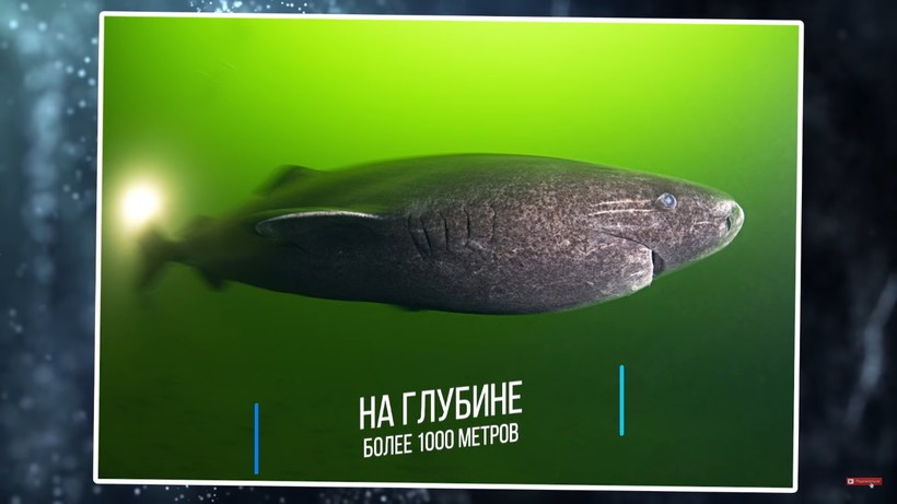 Блог - Видео: 10 мест на Земле, где жизнь не должна существовать, но существует Видео: 10 мест на Земле, где жизнь не должна существовать, но существует