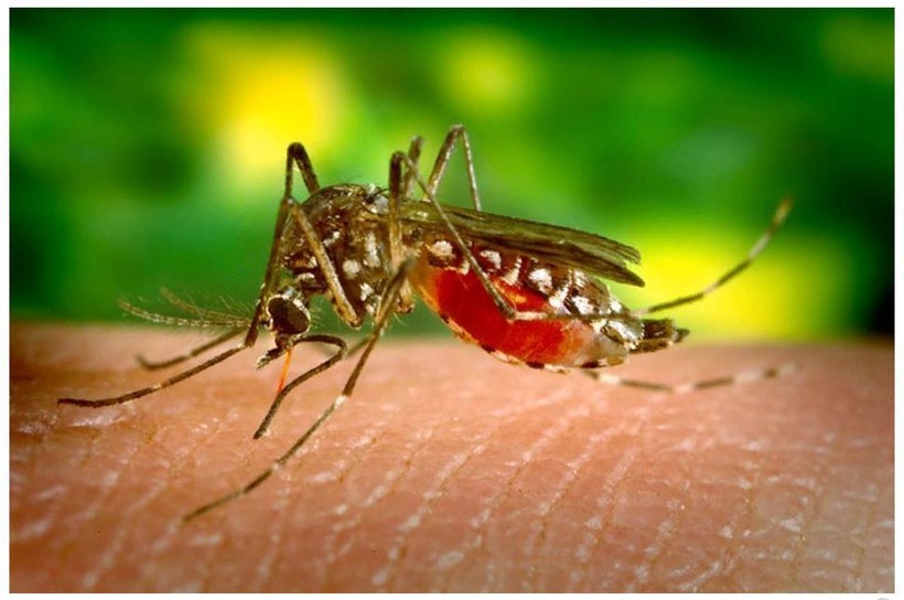 Комар Aedes aegypti, переносчик опасных вирусов Комар Aedes aegypti, переносчик опасных вирусов