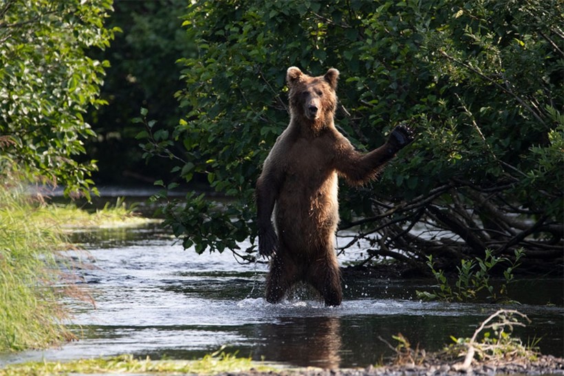 Блог - Объявлены финалисты конкурса Comedy Wildlife Photography Awards 2020 Объявлены финалисты конкурса Comedy Wildlife Photography Awards 2020