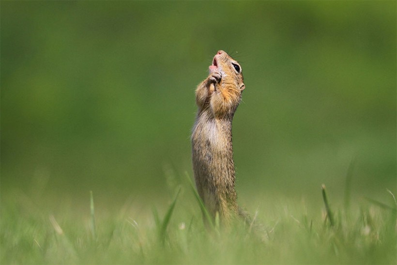 Блог - Объявлены финалисты конкурса Comedy Wildlife Photography Awards 2020 Объявлены финалисты конкурса Comedy Wildlife Photography Awards 2020