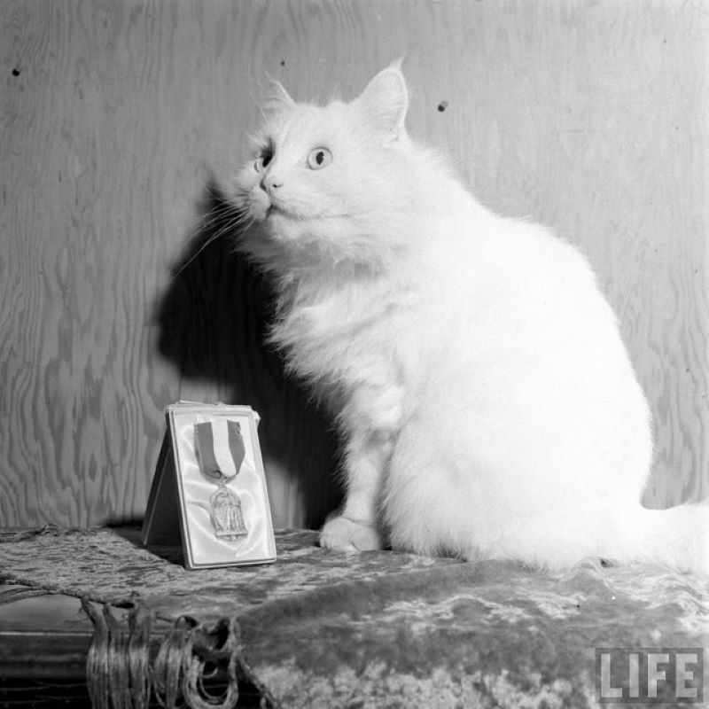 Блог - Фотограф запечатлел единственного в мире кота-поводыря и его хозяйку Фотограф запечатлел единственного в мире кота-поводыря и его хозяйку