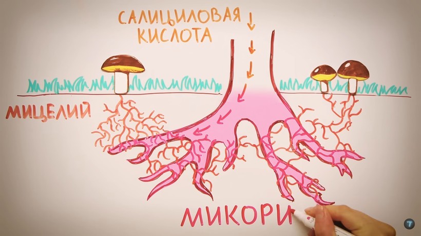 Блог - Видео: К какому «интернет-провайдеру» подключены деревья Видео: К какому «интернет-провайдеру» подключены деревья