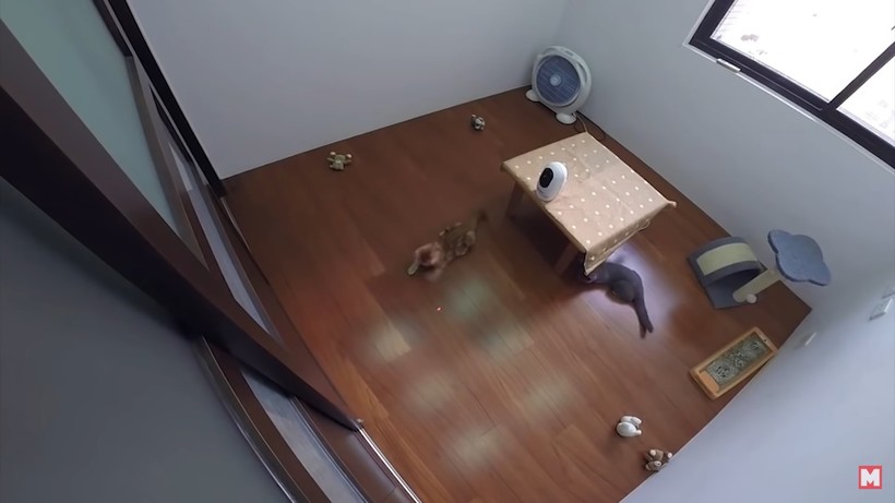 Блог - Видео: Гаджеты для домашних животных, которые функциональнее самих животных Видео: Гаджеты для домашних животных, которые функциональнее самих животных