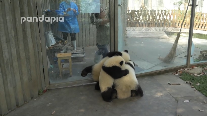 Блог - Видео: Няня Мэй решила убрать опавшие листья в вольере панд, но у малышей другие планы Видео: Няня Мэй решила убрать опавшие листья в вольере панд, но у малышей другие планы