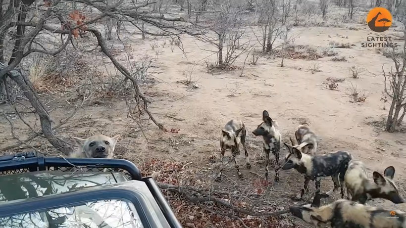 Блог - Видео: Дикие собаки и гиены подружились после драки Видео: Дикие собаки и гиены подружились после драки