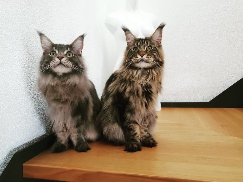 @hugo_and_nemo_the_mainecoons @hugo_and_nemo_the_mainecoons