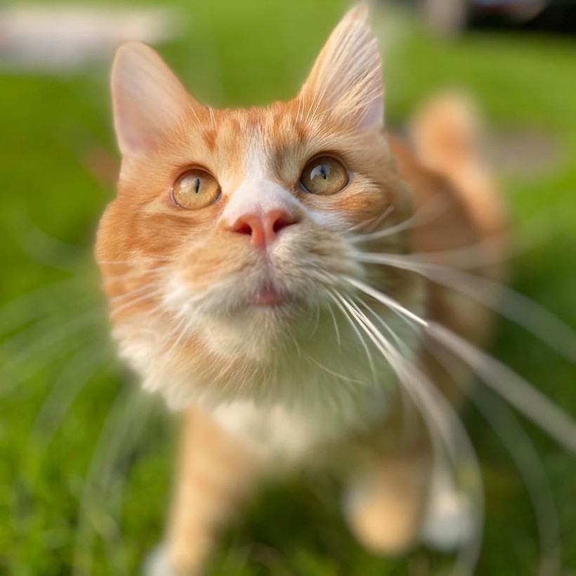 @kayo.the.maine.coon @kayo.the.maine.coon