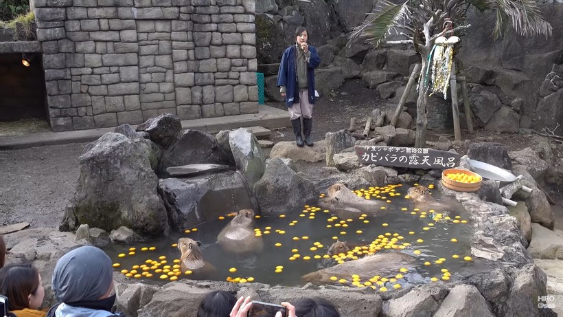 Видео: Капибары недовольно плавают в бассейне с мандаринами 