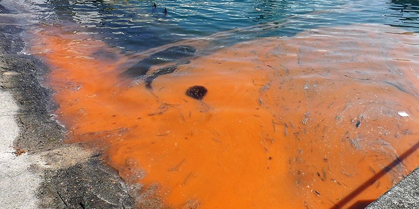 Способны ли привести к такому водоросли, или они просто запустили эту цепочку разрушений Способны ли привести к такому водоросли, или они просто запустили эту цепочку разрушений