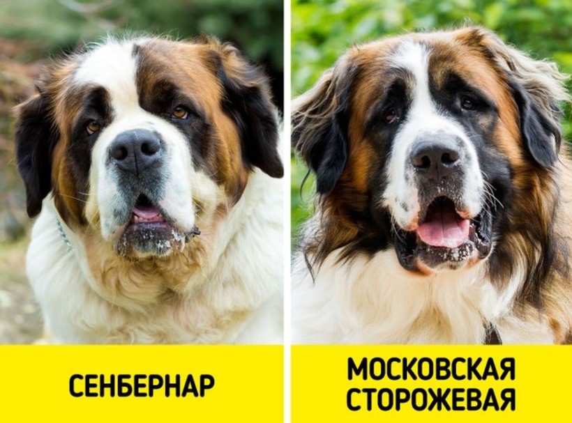 Блог - 6 пар пород, которые с трудом различают даже искушенные собачники 6 пар пород, которые с трудом различают даже искушенные собачники