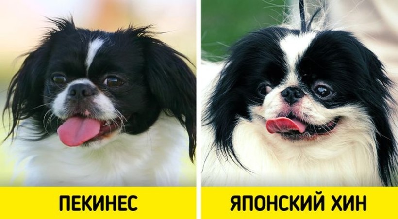 Блог - 6 пар пород, которые с трудом различают даже искушенные собачники 6 пар пород, которые с трудом различают даже искушенные собачники