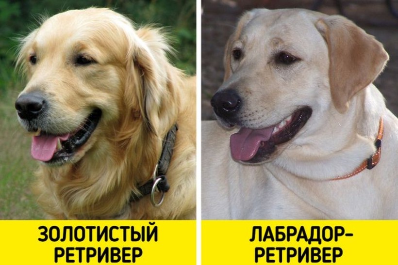Блог - 6 пар пород, которые с трудом различают даже искушенные собачники 6 пар пород, которые с трудом различают даже искушенные собачники