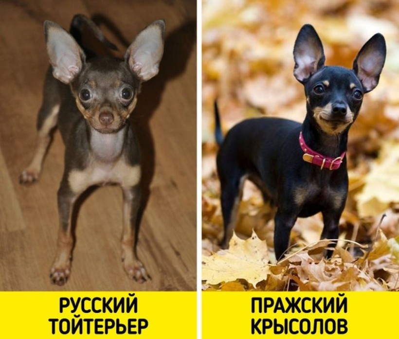 Блог - 6 пар пород, которые с трудом различают даже искушенные собачники 6 пар пород, которые с трудом различают даже искушенные собачники