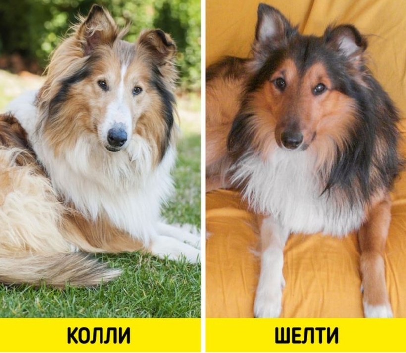 Блог - 6 пар пород, которые с трудом различают даже искушенные собачники 6 пар пород, которые с трудом различают даже искушенные собачники
