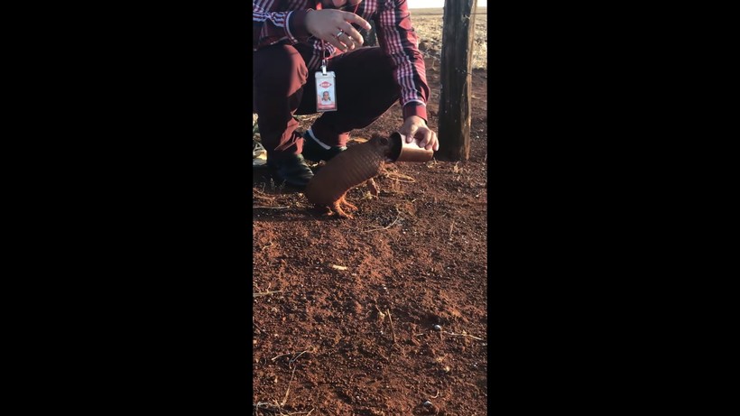 Блог - Видео: Бразилец спасает изнывающего от жажды броненосца, пережившего пожар Видео: Бразилец спасает изнывающего от жажды броненосца, пережившего пожар