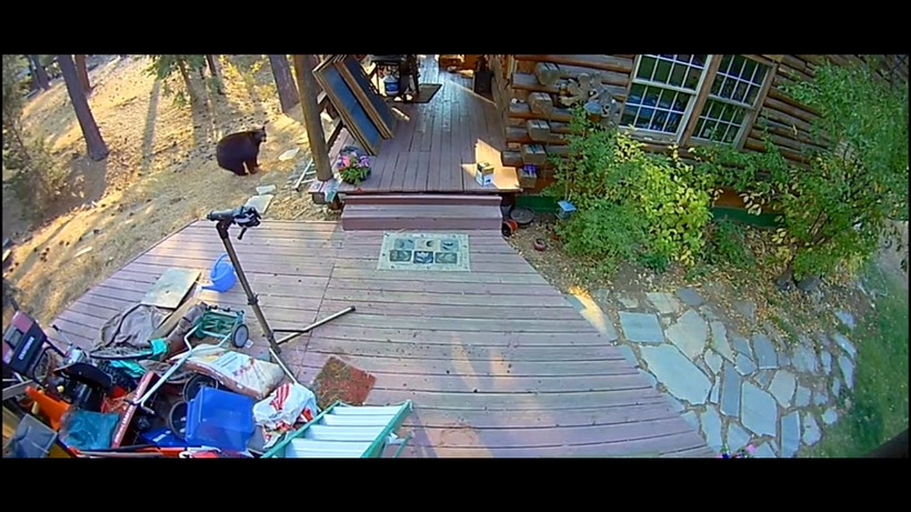 Блог - Видео: Американский курьер и медведь испугались друг друга Видео: Американский курьер и медведь испугались друг друга