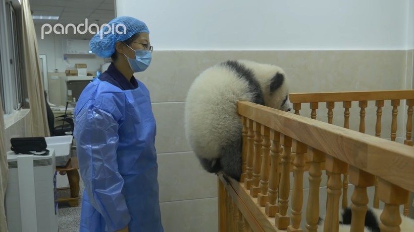 Блог - Видео: Маленький детеныш панды пытается совершить дерзкий побег Видео: Маленький детеныш панды пытается совершить дерзкий побег