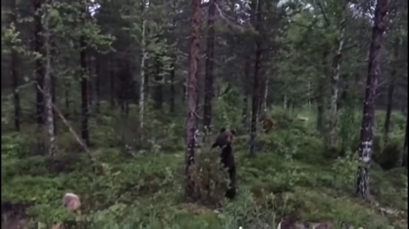 Блог - Видео: Мужчина отпугнул медведя, который пробрался к нему во двор Видео: Мужчина отпугнул медведя, который пробрался к нему во двор