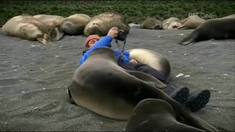 Блог - Видео: Морские котики мешают фотографу делать свою работу Видео: Морские котики мешают фотографу делать свою работу