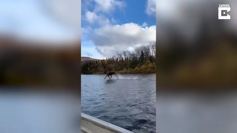 Блог - Видео: Лось пробежал прямо по поверхности реки и не утонул — в чем же фокус Видео: Лось пробежал прямо по поверхности реки и не утонул — в чем же фокус
