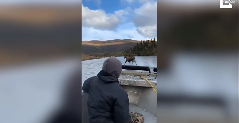 Блог - Видео: Лось пробежал прямо по поверхности реки и не утонул — в чем же фокус Видео: Лось пробежал прямо по поверхности реки и не утонул — в чем же фокус
