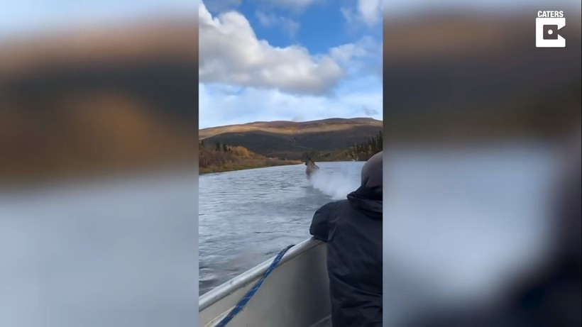 Блог - Видео: Лось пробежал прямо по поверхности реки и не утонул — в чем же фокус Видео: Лось пробежал прямо по поверхности реки и не утонул — в чем же фокус