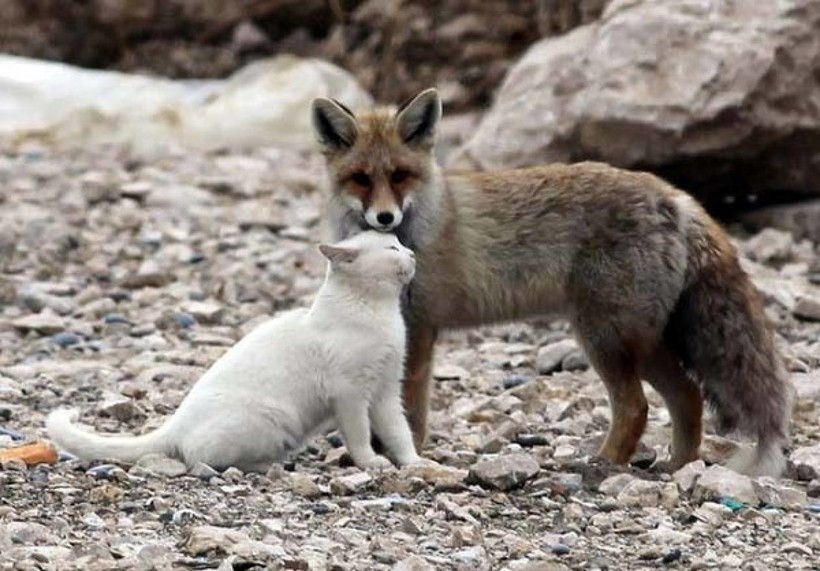 Кошка и лисица Кошка и лисица