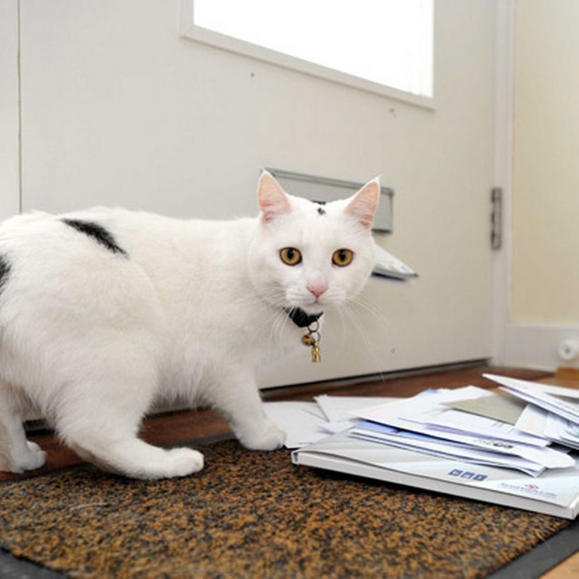 Разбирать корреспонденцию умеют многие домашние питомцы Разбирать корреспонденцию умеют многие домашние питомцы