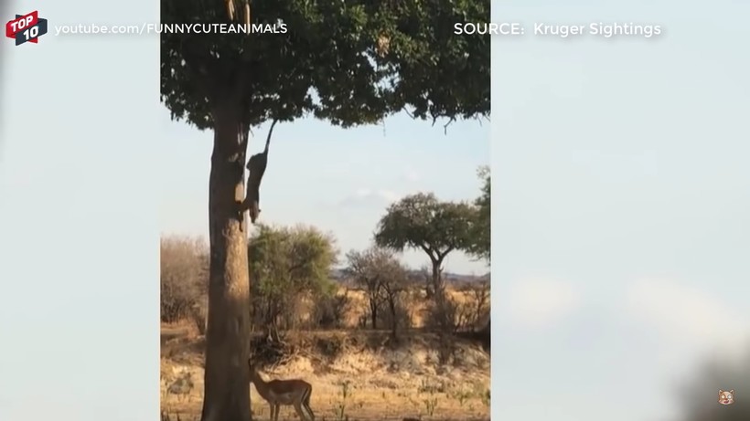 Блог - Видео: Топ самых зрелищных моментов во встречах импалы с леопардом Видео: Топ самых зрелищных моментов во встречах импалы с леопардом