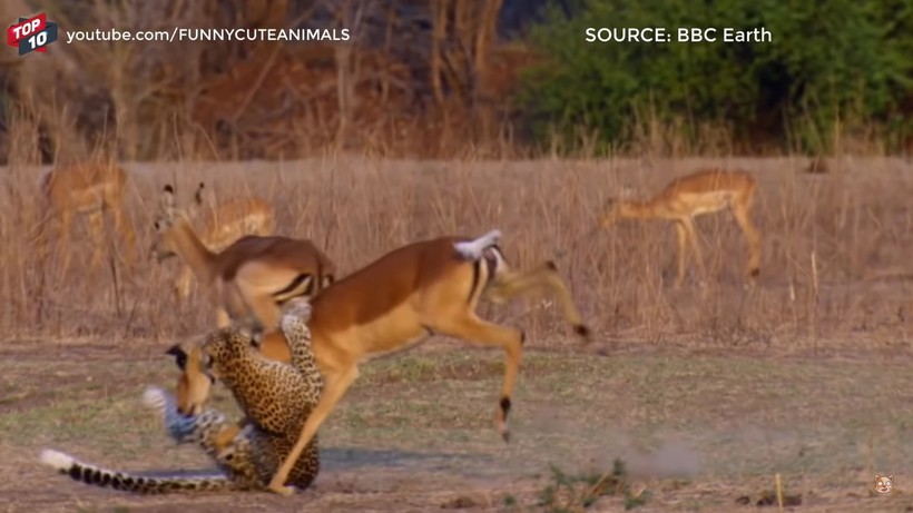 Блог - Видео: Топ самых зрелищных моментов во встречах импалы с леопардом Видео: Топ самых зрелищных моментов во встречах импалы с леопардом