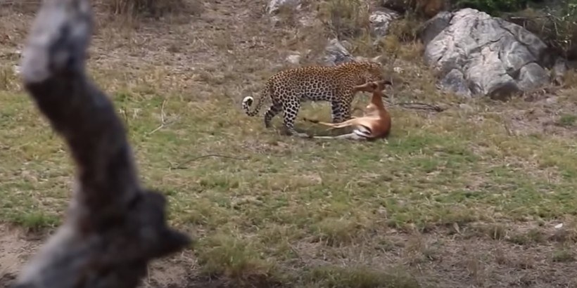Блог - Видео: Топ самых зрелищных моментов во встречах импалы с леопардом Видео: Топ самых зрелищных моментов во встречах импалы с леопардом