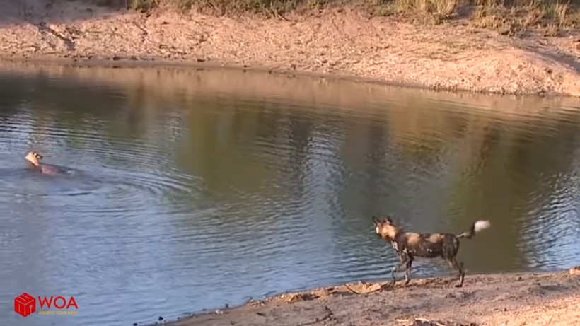 Блог - Видео: Импала пытается переплыть реку, чтобы сбежать от диких собак Видео: Импала пытается переплыть реку, чтобы сбежать от диких собак