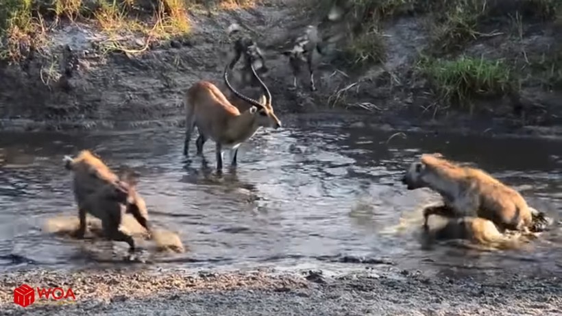 Блог - Видео: Импала пытается переплыть реку, чтобы сбежать от диких собак Видео: Импала пытается переплыть реку, чтобы сбежать от диких собак