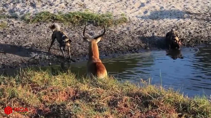 Блог - Видео: Импала пытается переплыть реку, чтобы сбежать от диких собак Видео: Импала пытается переплыть реку, чтобы сбежать от диких собак