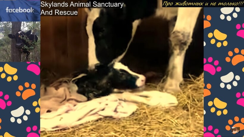 Блог - История спасения: материнский инстинкт подсказал корове, что пора прыгать из грузовика История спасения: материнский инстинкт подсказал корове, что пора прыгать из грузовика