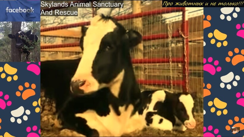 Блог - История спасения: материнский инстинкт подсказал корове, что пора прыгать из грузовика История спасения: материнский инстинкт подсказал корове, что пора прыгать из грузовика