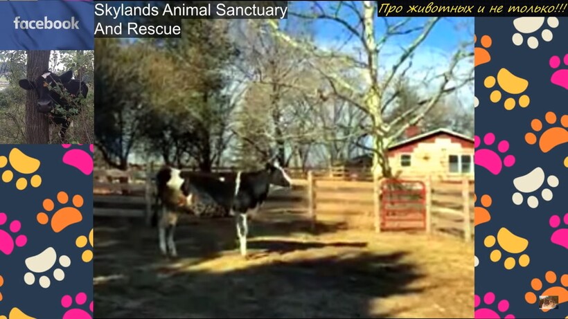 Блог - История спасения: материнский инстинкт подсказал корове, что пора прыгать из грузовика История спасения: материнский инстинкт подсказал корове, что пора прыгать из грузовика