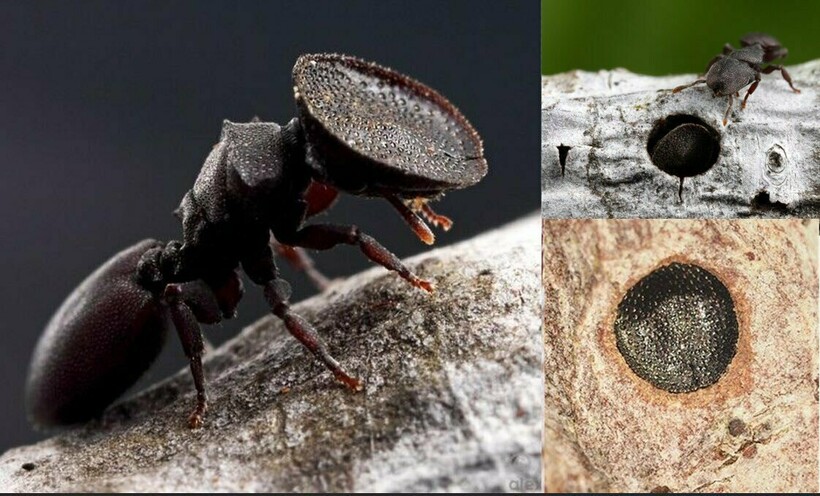 Блог - 16 фотографий, которые открывают любопытные факты о нашем мире и заставляют удивиться 16 фотографий, которые открывают любопытные факты о нашем мире и заставляют удивиться