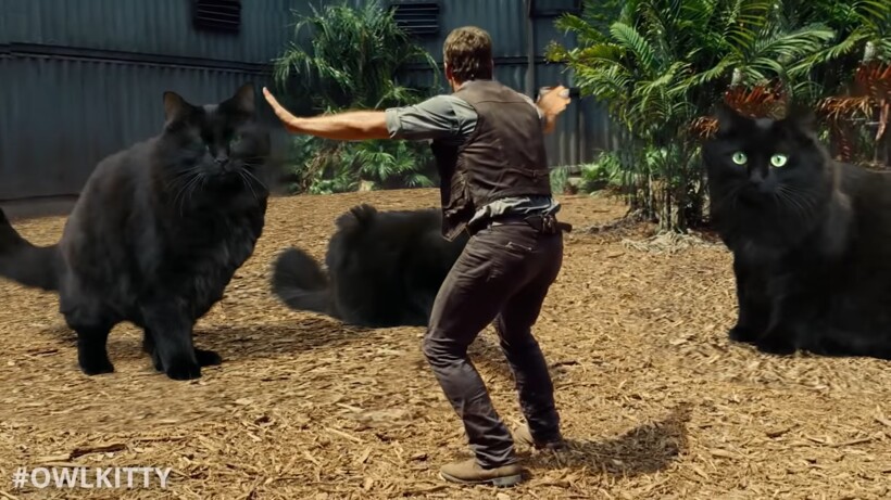 Блог - Видео: Что, если бы вместо динозавров в «Мире юрского периода» были коты Видео: Что, если бы вместо динозавров в «Мире юрского периода» были коты