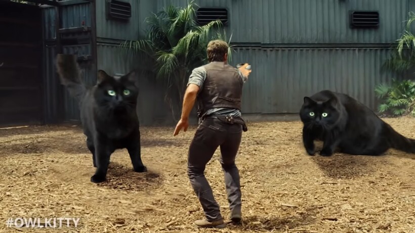 Блог - Видео: Что, если бы вместо динозавров в «Мире юрского периода» были коты Видео: Что, если бы вместо динозавров в «Мире юрского периода» были коты