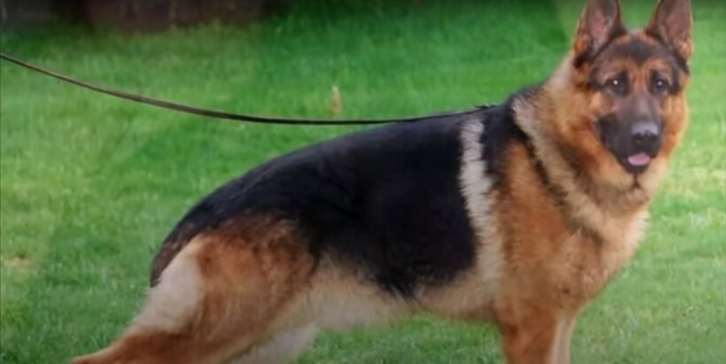 Блог - Видео: Пес принес из леса крошечного щенка, который оказался вовсе не собакой Видео: Пес принес из леса крошечного щенка, который оказался вовсе не собакой