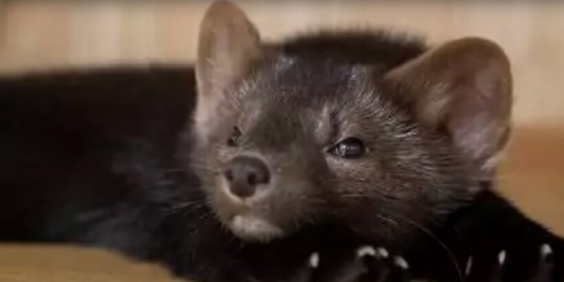 Блог - Видео: Пес принес из леса крошечного щенка, который оказался вовсе не собакой Видео: Пес принес из леса крошечного щенка, который оказался вовсе не собакой