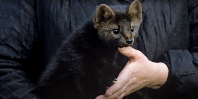 Блог - Видео: Пес принес из леса крошечного щенка, который оказался вовсе не собакой Видео: Пес принес из леса крошечного щенка, который оказался вовсе не собакой