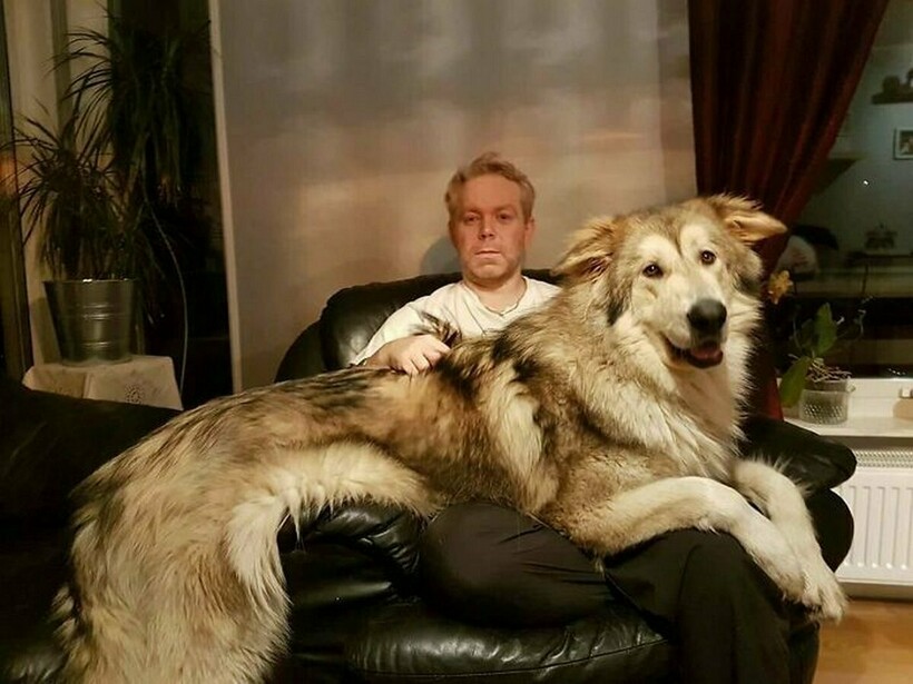 Блог - 17 собак, которые не понимают, насколько они большие 17 собак, которые не понимают, насколько они большие