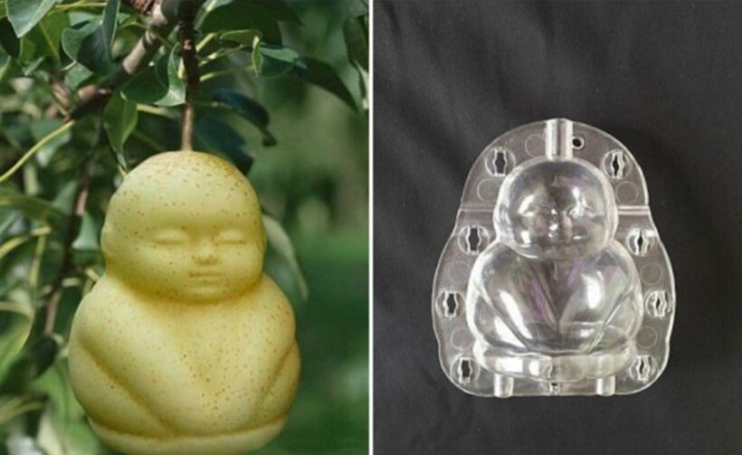 Блог - Где можно попробовать квадратные арбузы и звездные огурцы Где можно попробовать квадратные арбузы и звездные огурцы