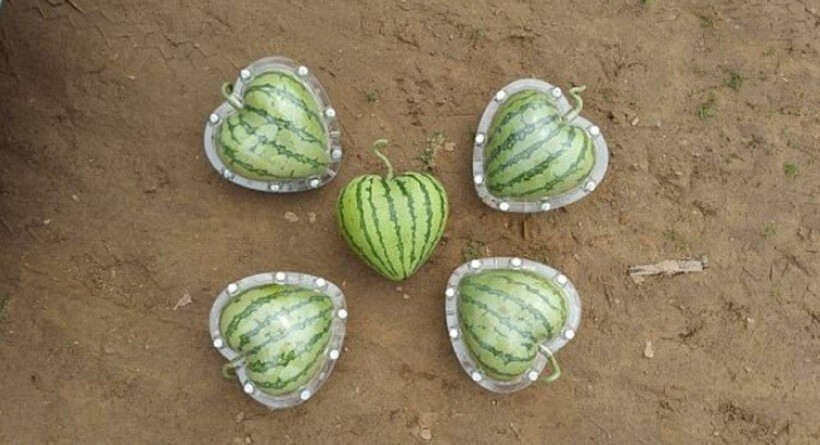 Блог - Где можно попробовать квадратные арбузы и звездные огурцы Где можно попробовать квадратные арбузы и звездные огурцы