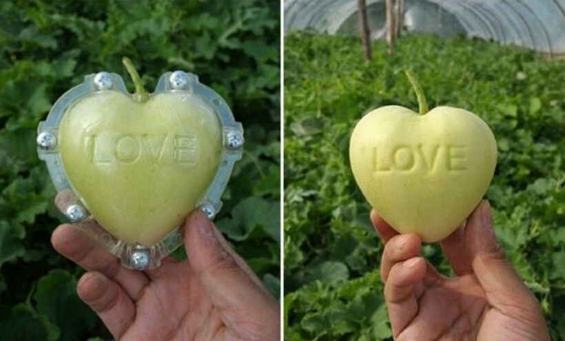 Блог - Где можно попробовать квадратные арбузы и звездные огурцы Где можно попробовать квадратные арбузы и звездные огурцы